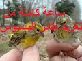 ساعة كاملة من تغريد طائر البسبوس