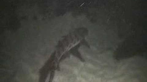 Leopard Shark