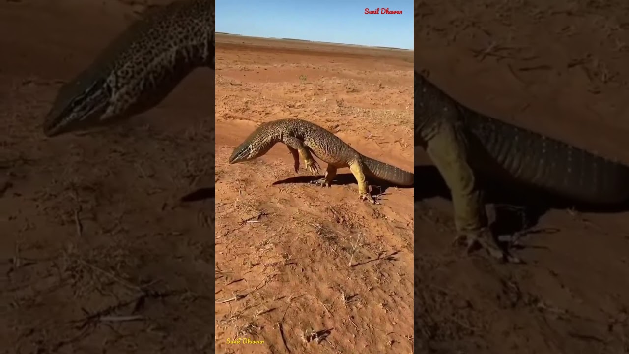 Goira Mood Off Status 😱 | Goira Angry 😡 Status | 