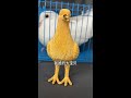 鸽子和儿子，我爸会怎么选？ #黄金