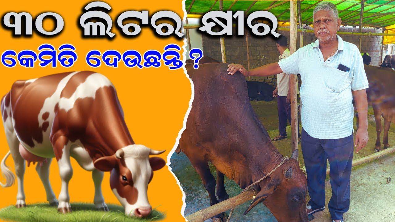 ଗୋଟିଏ ଗାଈ କେମିତି ଦେଉଛି ୩୦ ଲିଟର କ୍ଷୀର || How a cow gives 30 liters of milk ? 