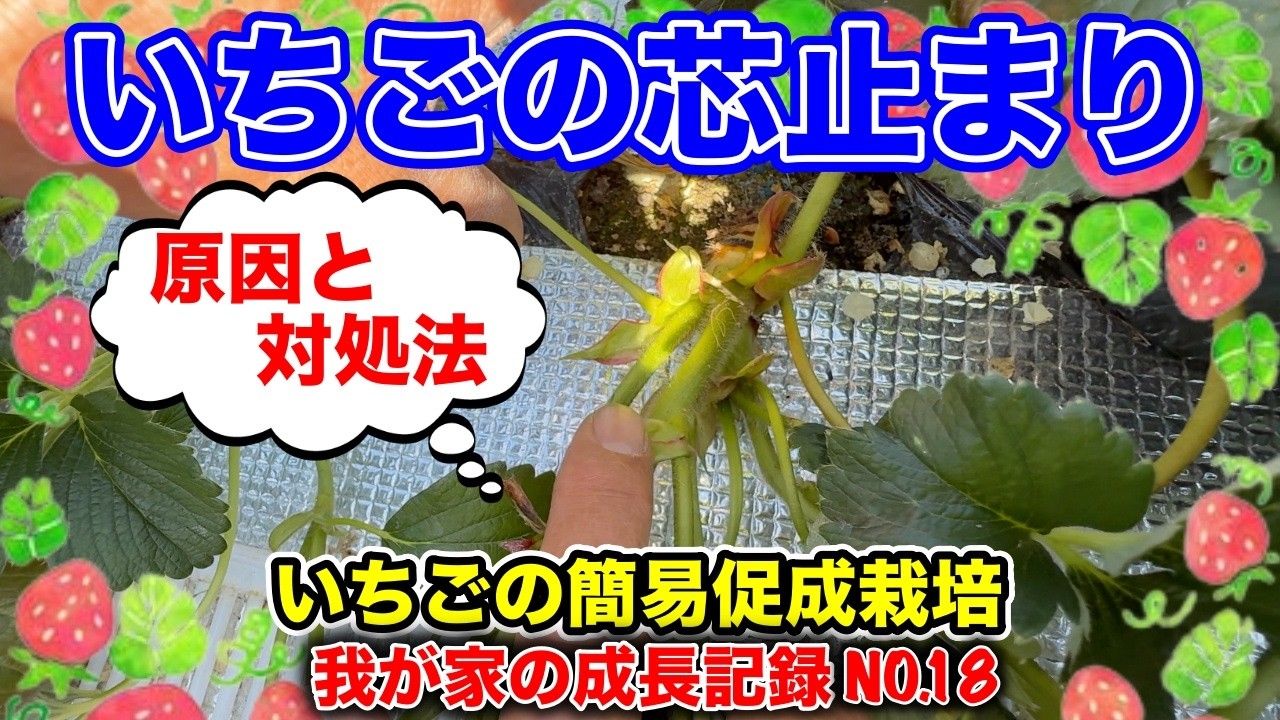 第18回イチゴの次の花芽が出て来ない？？〜イチゴの簡易促成栽培、我が家の成長記録動画シリーズ〜