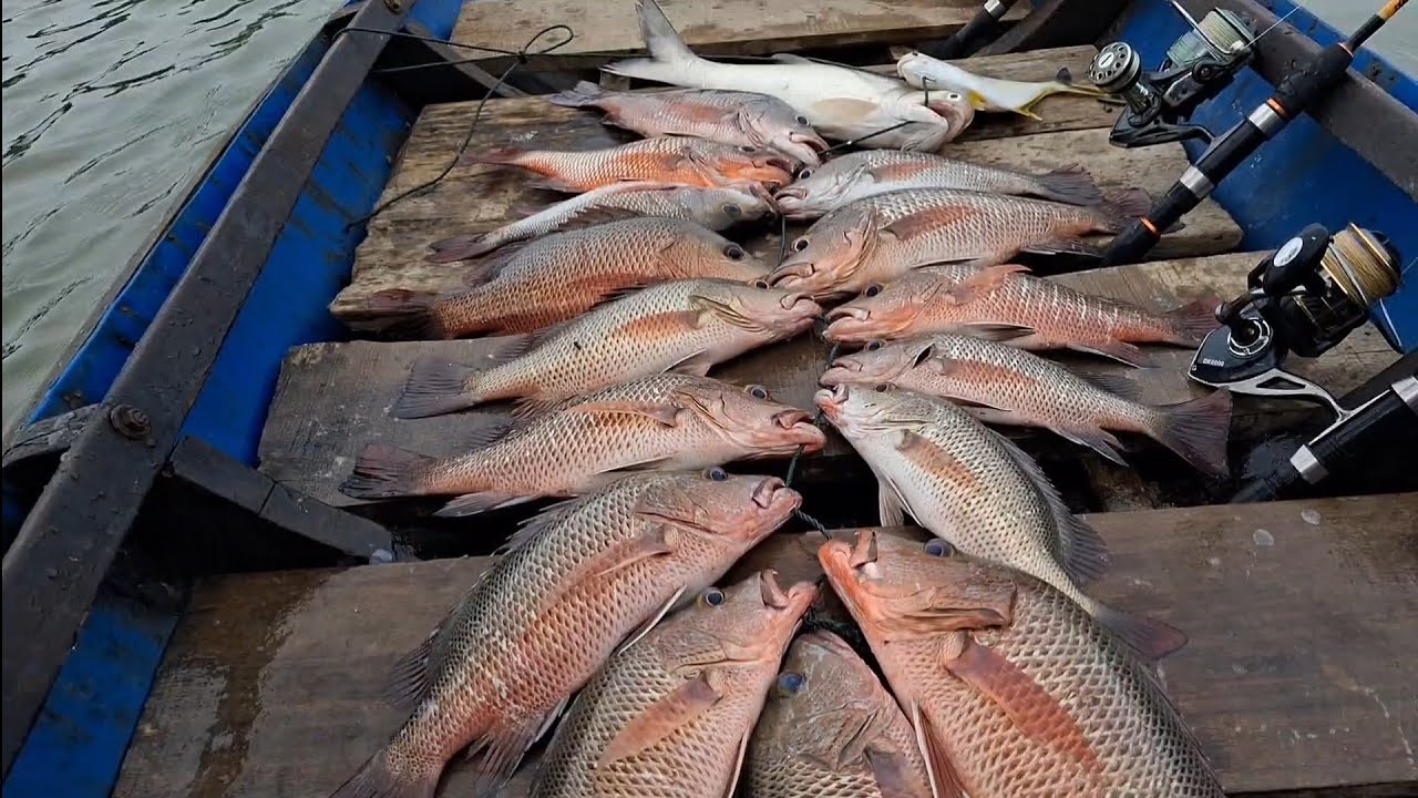 MANCING IKAN REKOR TERBANYAK,,!! DENGAN UMPAN ISTIMEWA DI BULAN RAMADHAN. 