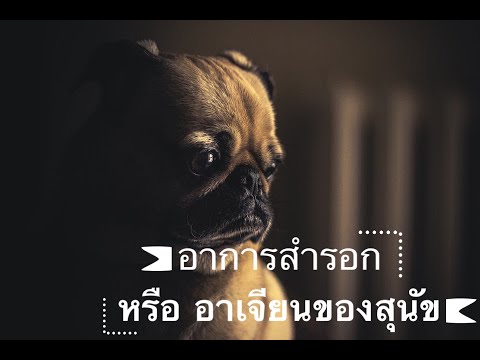 วีดีโอ: สุขภาพของสุนัข: สุนัขสามารถป่วยจากการกินอุจจาระของแมวได้หรือไม่?