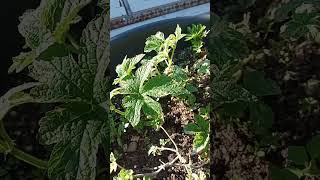 Legítimo 26 Neue Phänotypen