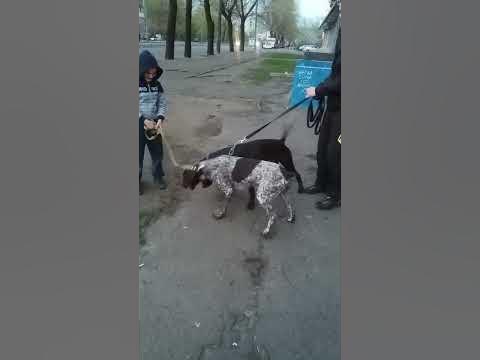 Секс. Собак - YouTube