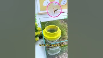 A magical tool for breeding guppies! The double-layer isolation box protects the small fish from