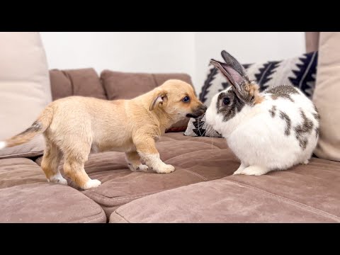 Puppy Meets Giant Rabbit for the First Time