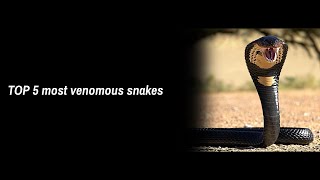 Top 5 Venomous Snakes in the world