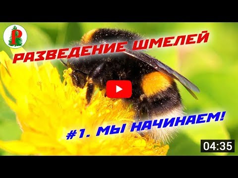 Разведение шмелей  Мы начинаем!