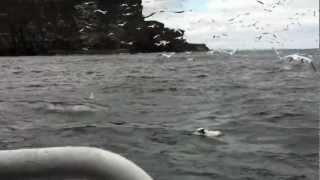 birds fishing- Noss Boat tour Shetland