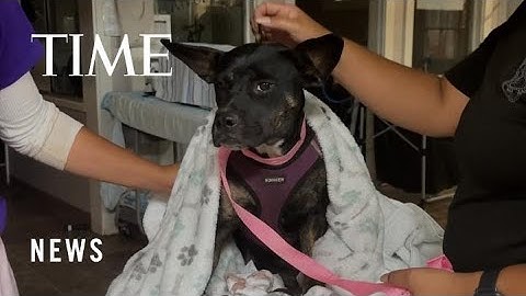 Thousands of Dogs, Cats and Other Pets Injured, Missing or Dead After Maui Wildfires