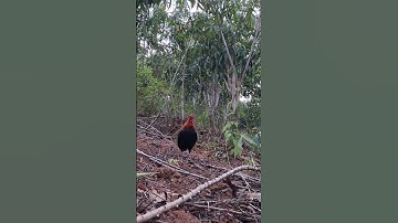 gà rừng đập cánh chạy vòng vòng cực hay. qaib qus ntxuaj ti zoo tiag tiag