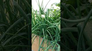 What to do if your onions bloom!