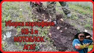 мотоблок агат Уборка картофеля 💪🤨☝️картофелекопалкай кв-3