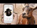 Online dating for GOATS? Help her choose a mate!