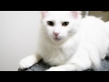 #9 ネコのまばたき - Blinking cat -