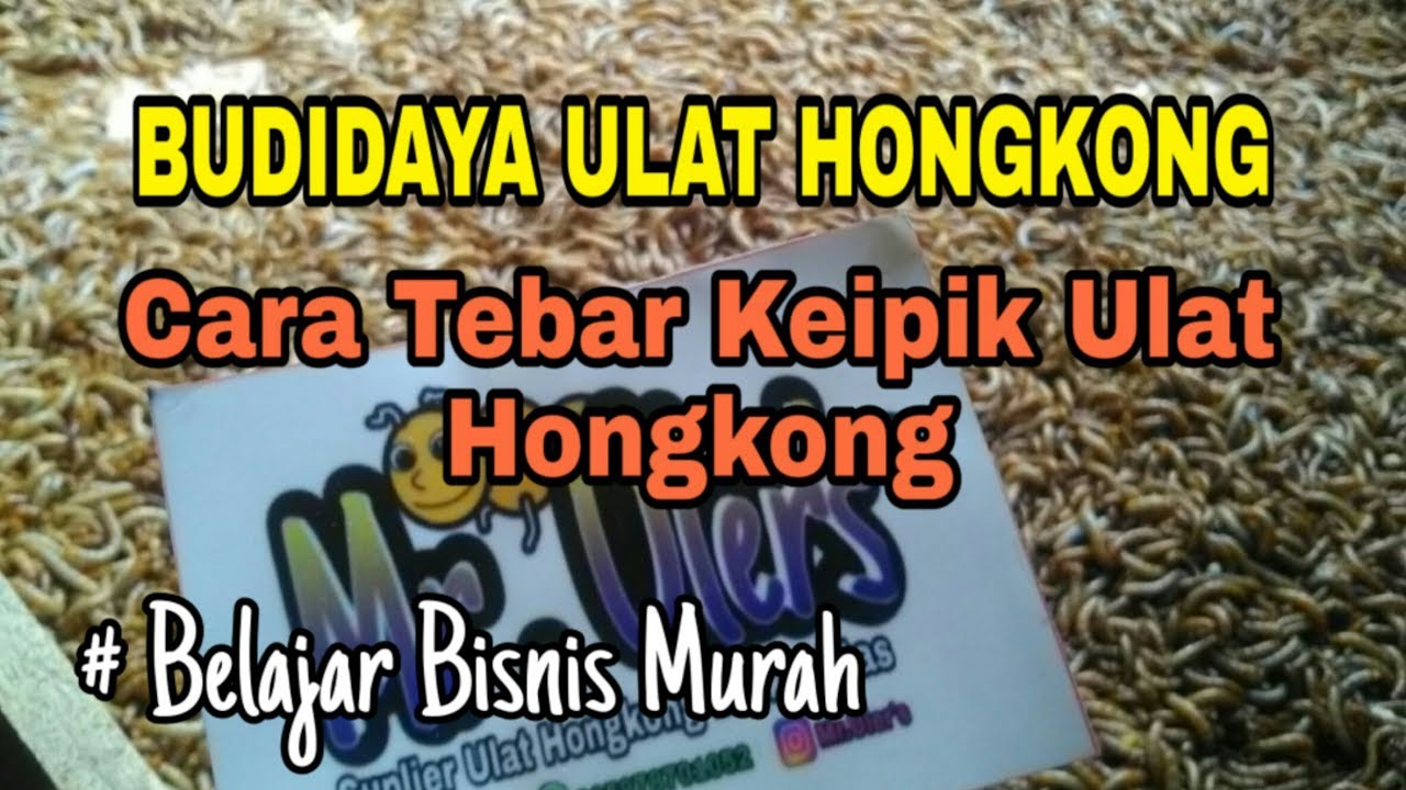 CARA TERNAK ULAT HONGKONG / CARA BUDIDAYA ULAT HONGKONG PAGI PEMULA