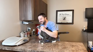 Chronic Kidney Disease in Cats, the Facts You Need to Know by Weruva 277 views 2 months ago 5 minutes, 49 seconds