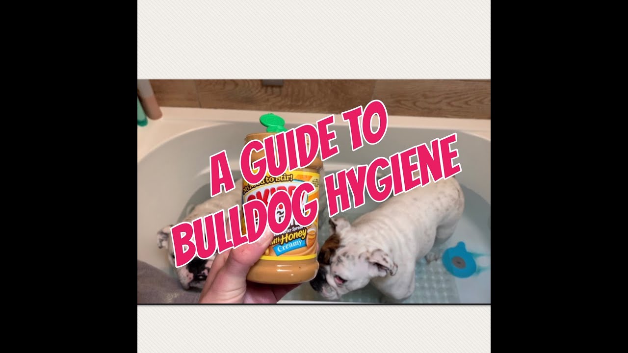 camera iphone 8 plus apk Step by Step Guide to Bulldog Hygiene