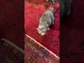 #風の猫 朝ごはん.. 量るだけ量って.. どこ行ってたの?..と、怒る猫… #shorts