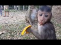 Life of monkeys Ep69, baby monkey eating mango, baby monkey jumping, bab...