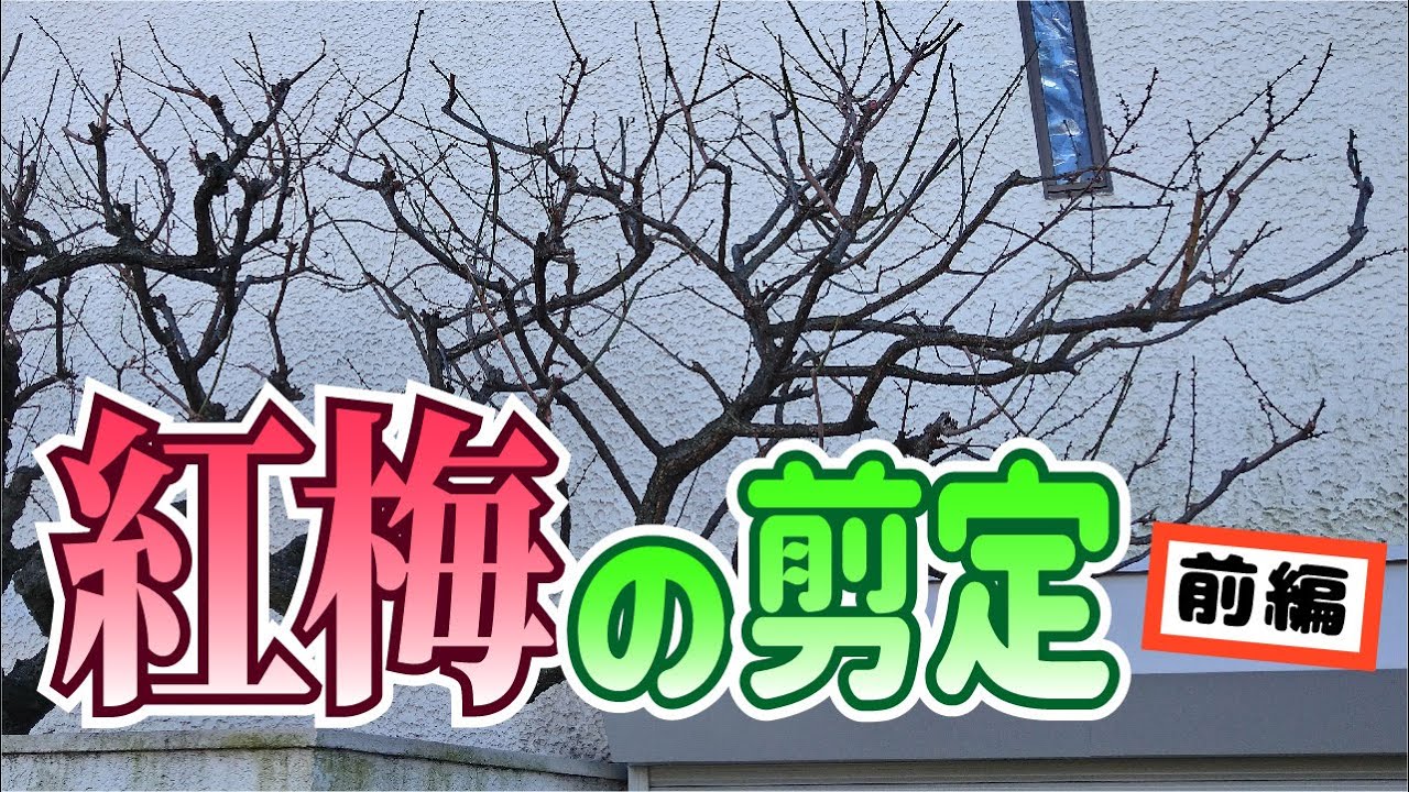 【植木】紅梅の剪定/前編【やきち流】