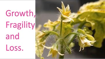 55-Day Cherry Tomato Time-Lapse: Journey from Seed to Bloom.  FAILED.