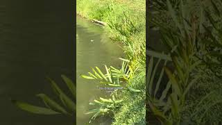 Lumphini Park Bangkok So Cool