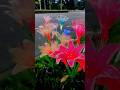 Solar Decorative Flowers – Beautiful Garden Lights#gadgets#shorts