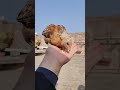 Adorable Baby Chicks 🐥💛 Part-5