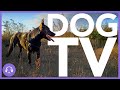 Relaxing Dog TV & Music Video for Anxious, Stressed or Aggressive Dogs!