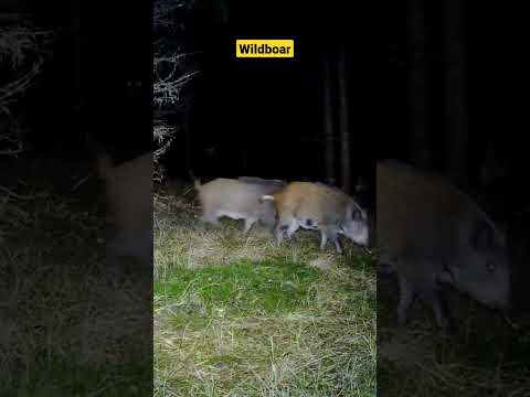 Villisiat metsässä #trailcam