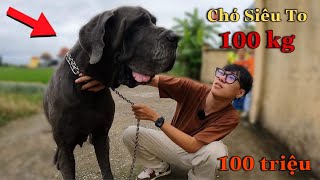 Dương KC | Đi Mua Chó Great Dane Khổng Lồ Nặng 100kg Và Cái Kết