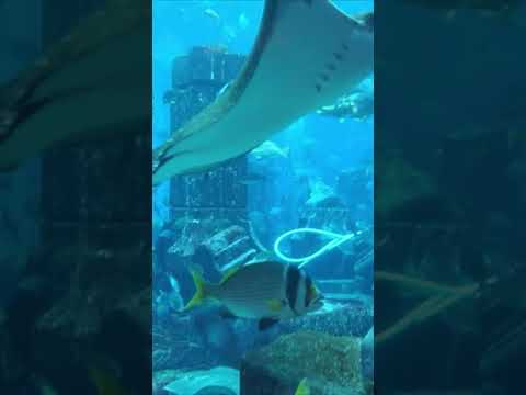 Atlantis Lost Chambers Aquarium Dubai #shorts #dubai