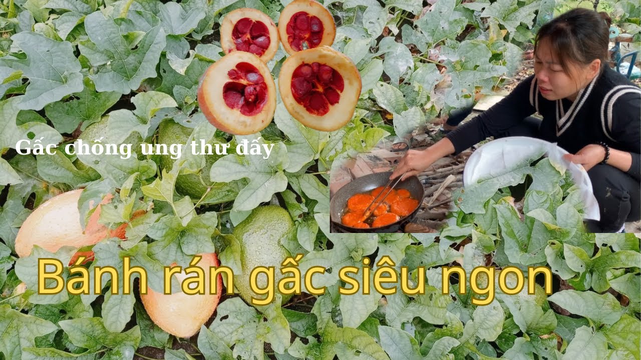 Thăm dàn gấc và hái quả chín về làm bánh | Bánh rán gấc | Xuân Vlog1102 ...