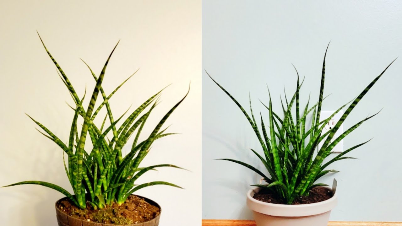 Sansevieria Fernwood Part 001 Plant Vlog 234 Youtube