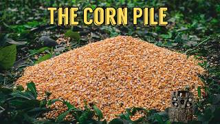 We Left a PILE OF CORN in the Woods. Here's what happened! Trail Camera: The Corn Pile