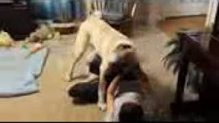 Playing With An Anatolian Shepherd