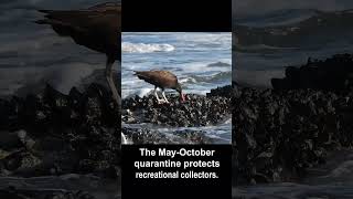 Black Oystercatchers Love Mussels #birds #california