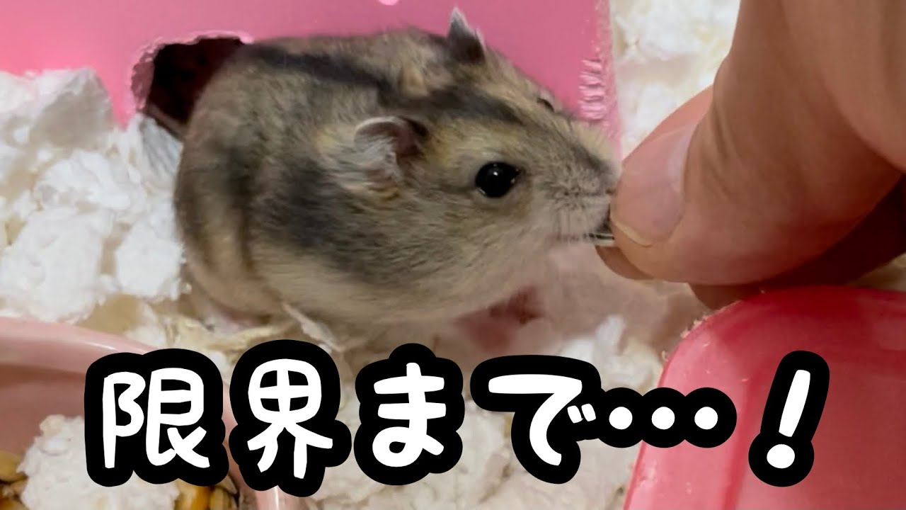 頬袋がパンパンになるまでエサを溜め込む子ハムたち ジャンガリアンハムスター Youtube