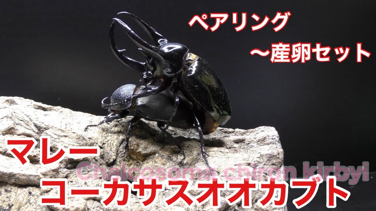 コーカサスオオカブトのペアリング~産卵セットまでを紹介 Beetle コーカサスオオカブトのペアリング~産卵セットまでを紹介 Beetle