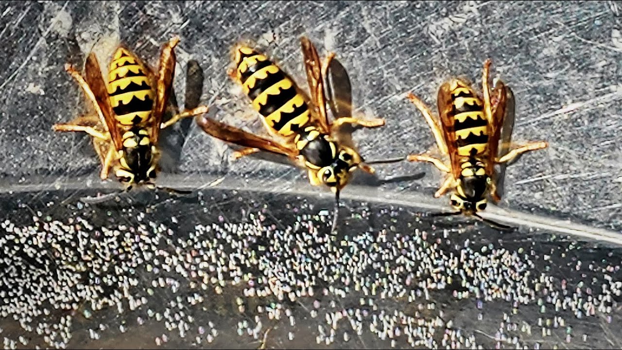 Bug Day (24): Western Yellowjackets, image size:1280x720