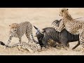 5 Cheetahs Chase and Kill a Wildebeest - unedited and graphic