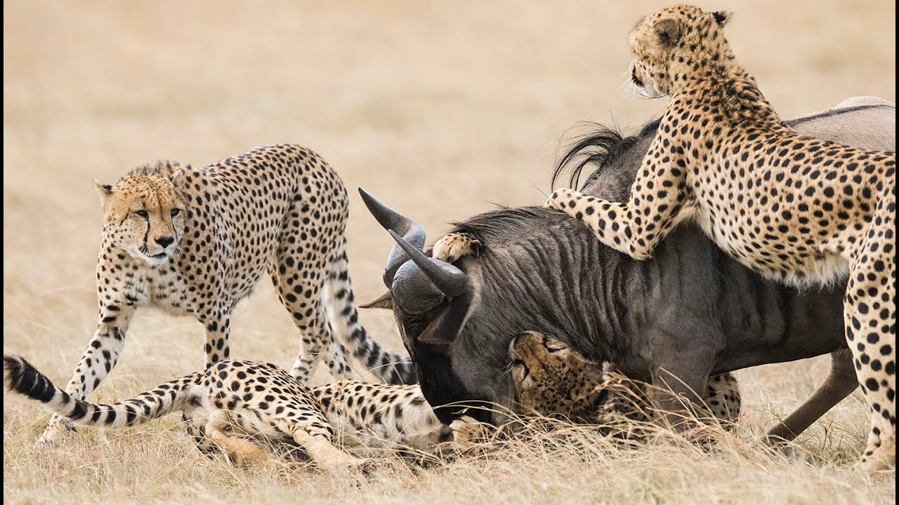 5 Cheetahs Chase and Catch a Wildebeest - unedited and graphic