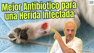 🐶🩹 THE BEST ANTIBIOTIC for DOGS with an INFECTED WOUND 💊✨ 🚨🩺 Save your FURRY FRIEND! ❤️‍🩹🌟 screenshot 2