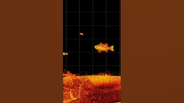 BEST FISH FINDER IN THE WORLD? (UNREAL) 😱 #shorts #fishing #livescope #lvs36 #garmin