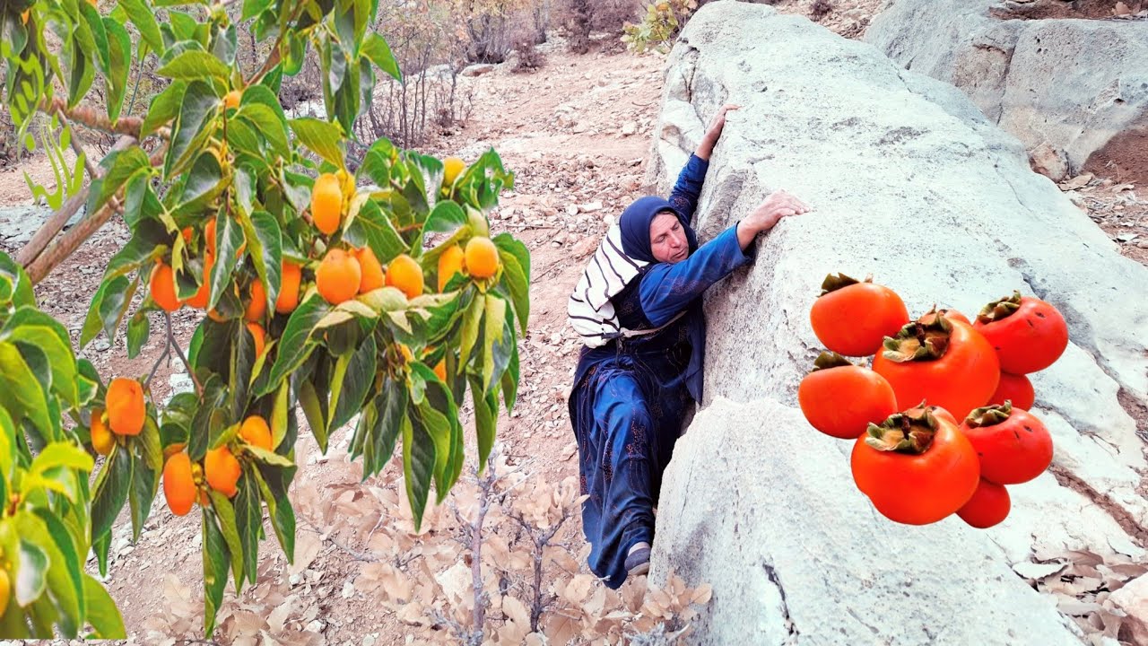 🍊Бабушка собирает дикую хурму в горах🍊🌄