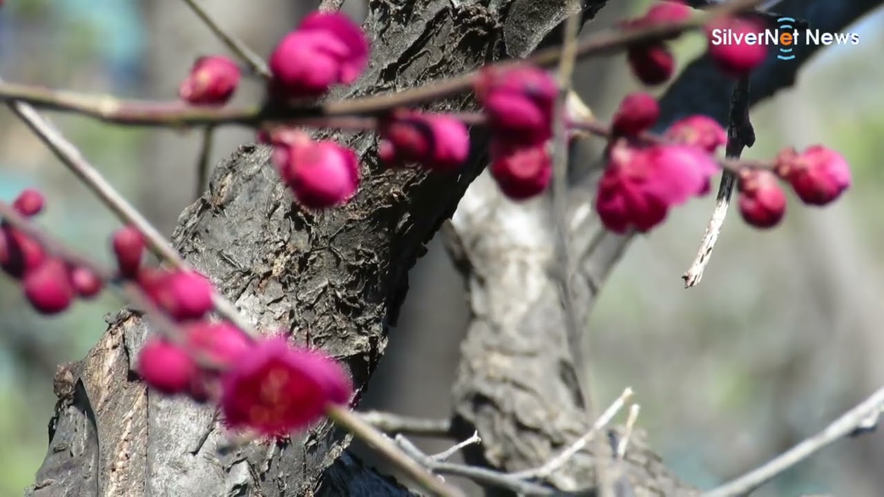 홍매화 향기 짙은 국채보상운동 기념공원