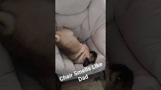 Gizmo the Pug Doing the Most #PugLife